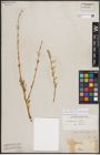 Foto von Salix caspica Pall.